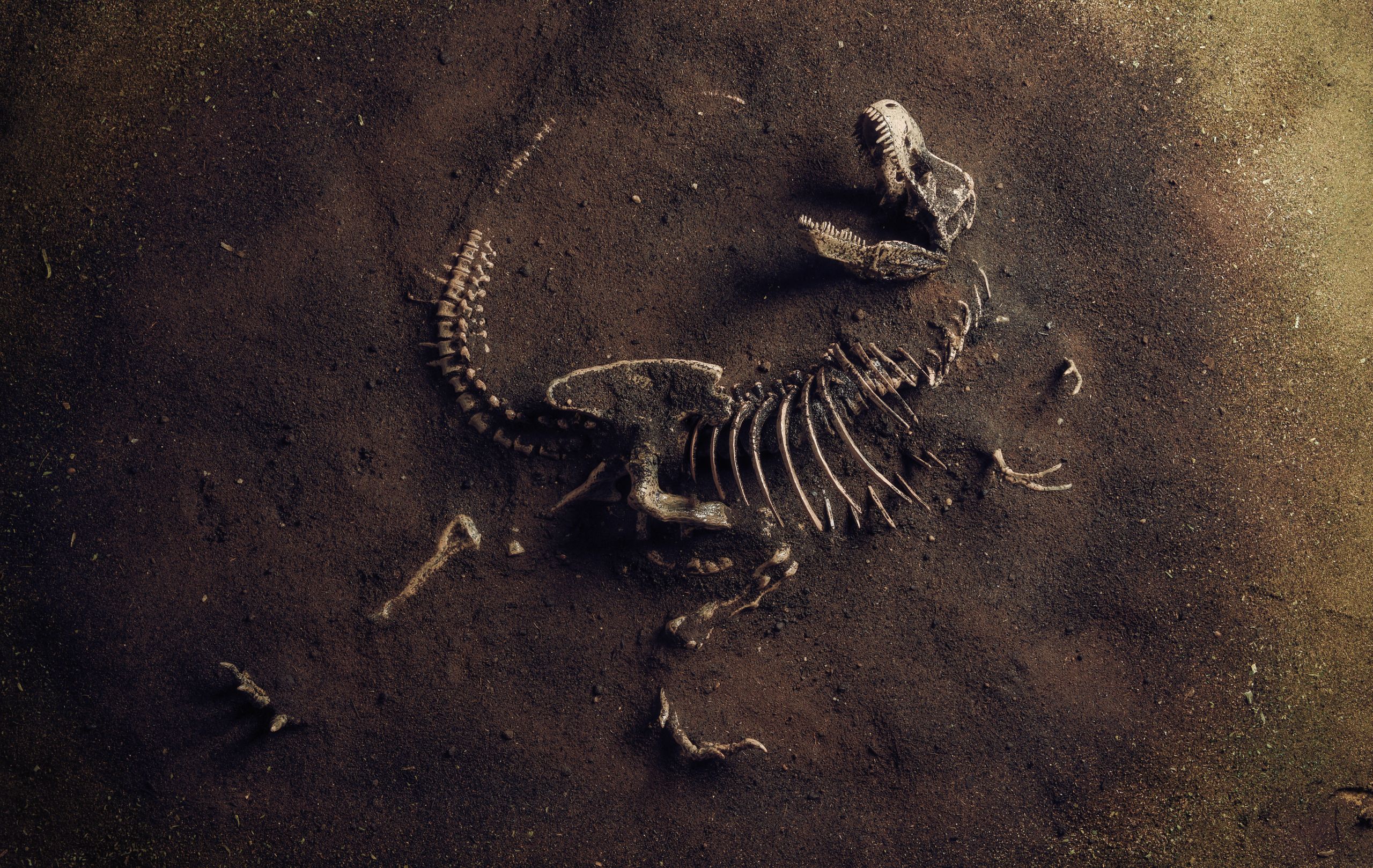 Dinosaur,Fossil,(tyrannosaurus,Rex),Found,By,Archaeologists
